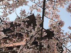 -西安青龙寺遗址景区
