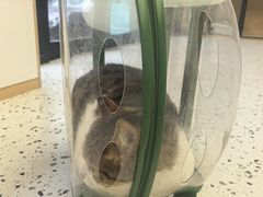 -瑞派康怡24h宠物医院·犬猫医疗中心·微创绝育(瑞景分院)