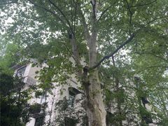 -西湖风景区十里琅珰-五云山