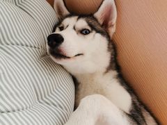 -Husky Go! 哈士奇体验馆·宠物咖啡厅狗咖