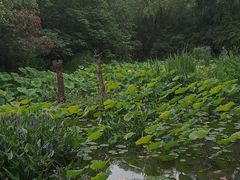 -新江湾城公园