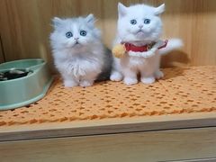 -欣宠猫屋·矮脚拿破仑·蓝金金渐层