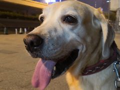 -彩虹桥宠物火化殡葬善终服务(金乐大厦店)