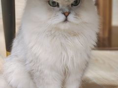 -安格丽娜·狗咖·猫咖羊驼咖(春熙路百盛商场店)