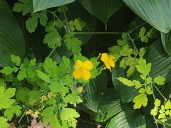 -黑龙江省森林植物园