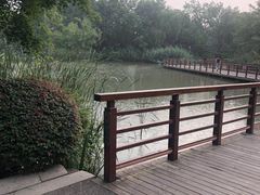 -青枫公园