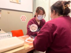 -伟伟宠物医院·瑞派猫友好医院·猫科(光谷店)