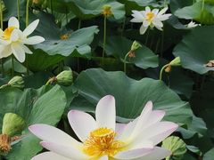 -莲花池公园