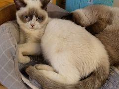 -猫小院猫主题咖啡厅(北锣店)