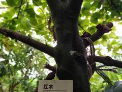 -呀路古热带植物园