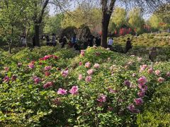 -洛阳市隋唐城遗址植物园