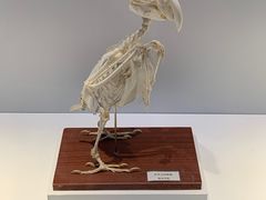 -一斗火锅·招财羊毛肚(北温泉九号店)
