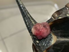 -灵龟之家百象馆(百象馆联合旗舰店)