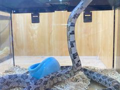 -青石桥花鸟鱼虫市场(叠翠城店)