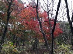 -汉拿树木园
