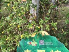 -呀诺达热带雨林