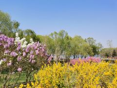 -大兴滨河森林公园