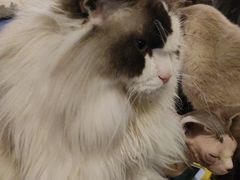 -猫小院猫主题咖啡厅(北锣店)