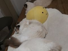 -有喵·猫咖·狗咖·30几只猫10只小狗(岗厦店)