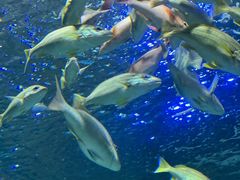 -上海海洋水族馆