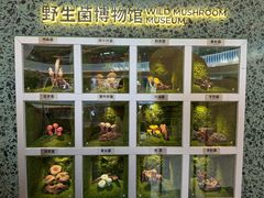 -芸山季·云南山珍菌火锅(南翔印象城MEGA店)