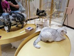 -藏猫猫咖啡主题馆(中央大道店)