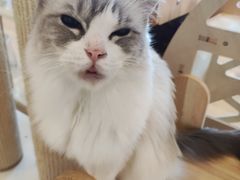 -有喵·猫咖·狗咖·30几只猫10只小狗(岗厦店)