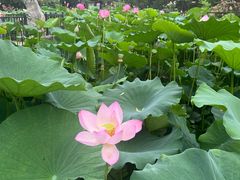 -莲花池公园