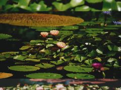 -国家植物园南园