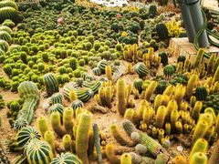 -深圳仙湖植物园
