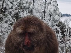-峨眉山风景名胜区