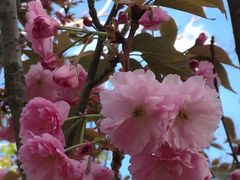 -长白岛森林公园