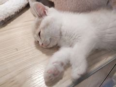 -屋虎猫馆(宝安大仟里店)