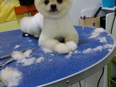 -爱宠屋pet shop·宠物洗澡·宠物美容