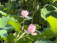 -荔湾湖公园