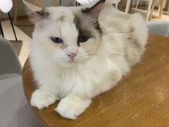 -藏猫猫咖啡主题馆(中央大道店)