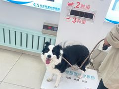 -北京观赏动物医院·24小时大型综合·猫专科·异宠专科