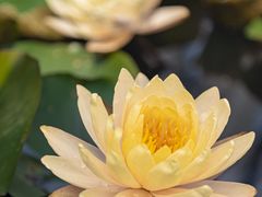-中国科学院华南植物园