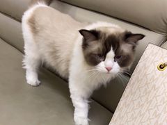 -美联众合动物医院·24h转诊中心
