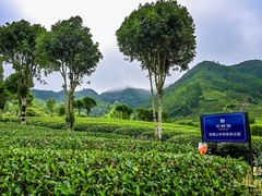-华祥苑茶馆•国缤茶小蓝罐(普罗旺斯店)