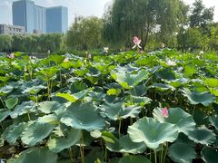 -西海子公园