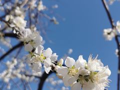 -桃花堤公园