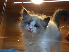 -猫十亿·布偶金渐层·曼基康矮脚猫舍(青年路店)