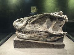 -自贡恐龙博物馆