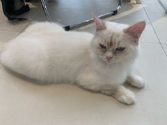 -怪兽屋·羊驼·猫咖·狗咖(俊华广场店)