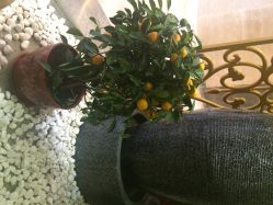点击看大图 BikramYoga静之婵瑜伽馆(静之婵热瑜伽望京馆)-BikramYoga静之婵瑜伽馆