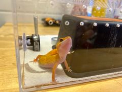 -酷以爬仙阁实体爬宠店·守宫·蜥蜴·专业繁育