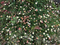 -悉尼蓝山三姐妹峰