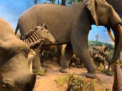 -陕西自然博物馆