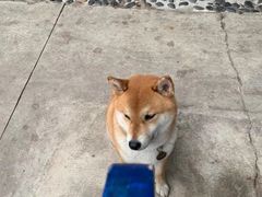 -柴犬高等学院·狗咖·柴犬售卖·宠物训练